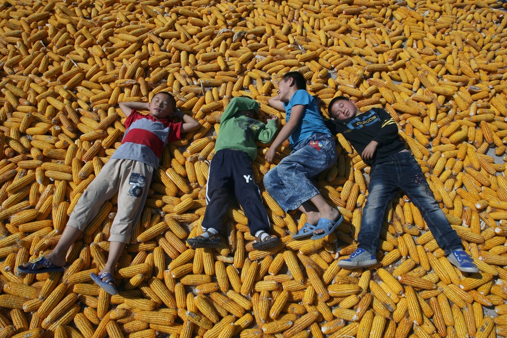 Trẻ em nằm ngủ trên những trái bắp đang được phơi khô ở thành phố Jiaozhou, tỉnh Shandong, Trung Quốc, 04/10/2013.