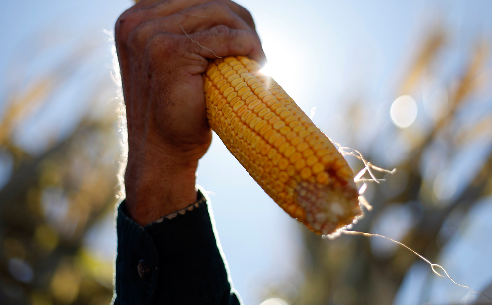 Ông Gordon Kenison cầm một trái bắp trên tay trong một ngày thu hoạch tại nông trại Kenison, ở Levan, Utah, 05/10/2013.