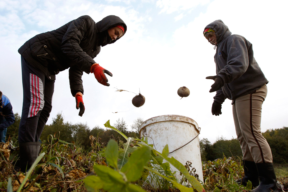Sinh viên thu hoạch củ cải đường trên cánh đồng của nông dân Igor Pakush gần làng Putniki, cách thủ đô Minsk của Belarus chừng 40km về phía Tây Bắc, 02/10/2013.