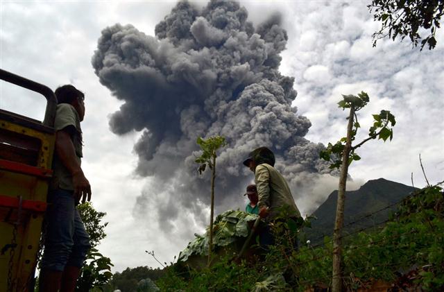 Nông dân Indonesia tranh thủ thu hoạch mùa màn ở quận Karo khi tro bụi núi lửa tiếp tục giăng kín bầu trời sau một đợt phun trào mới của núi lửa Sinabung