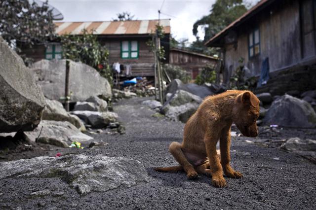 Một chú chó nhỏ ở ngôi làng Mardingding bị bỏ hoang vì người dân đã đi sơ tán hơn, nằm cách ngọn núi lửa Sinabung chưa đến 3km, ở quận Karo, Sumatra