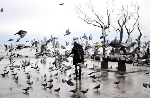 Một người phụ nữ cho chim bồ câu ăn ở Istanbul