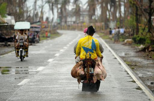 Một lái xe mô tô vận chuyển lợn ở Palo - Philippines