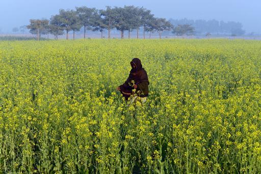 Một phụ nữ Pakistan đi bộ xung quanh trong một cánh đồng hoa