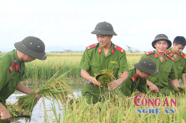 Đoàn viên, thanh niên Công an Nghệ An giúp dân thu hoạch lúa bị ngập lụt