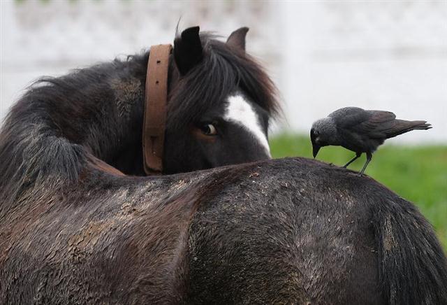 Con chim đậu trên lưng của một ngựa ở Đông Bucharest