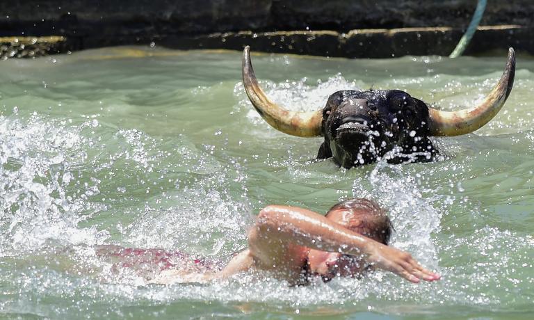 Một người đàn ông và chú bò bị rơi xuống biển trong ngày lễ hội Bous a la ba, ảnh chụp tại bến cảng Denia, Alicante, Tây Ban Nha