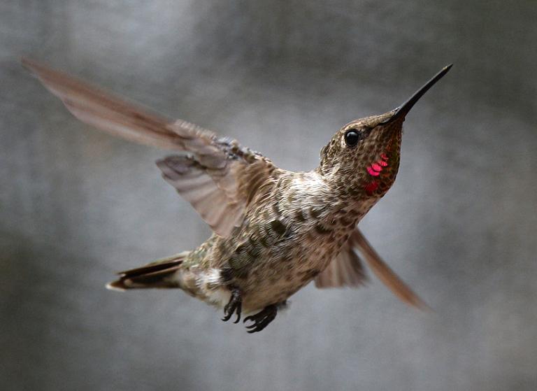 Một chú chim ruồi đang đập cánh, ảnh chụp trong công viên tại San Fernando Valley, nam California, Mỹ