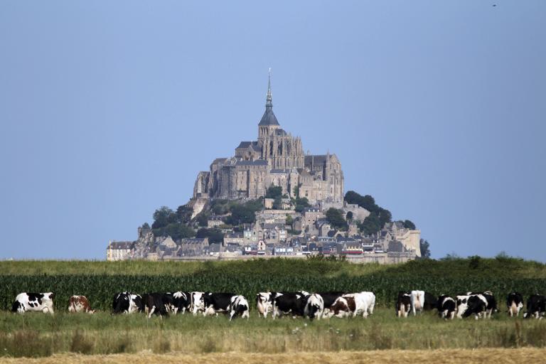 Hình ảnh đàn bò gặm cỏ ở phía trước lâu đài Mont-Saint-Michel, tây bắc Pháp