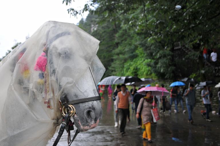 Một con ngựa được phủ một tấm ni-lông mờ trong mùa mưa bão ở thị trấn phía bắc của quận Shimla, thuộc bang Himachal Pradesh, Ấn Độ