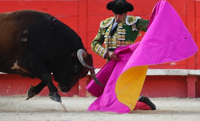 Chú bò tót lao tới dũng sĩ đấu bò Tây Ban Nha Miguel Angel Perera trong một trận đấu ở tỉnh Nîmes, miền nam nước Pháp