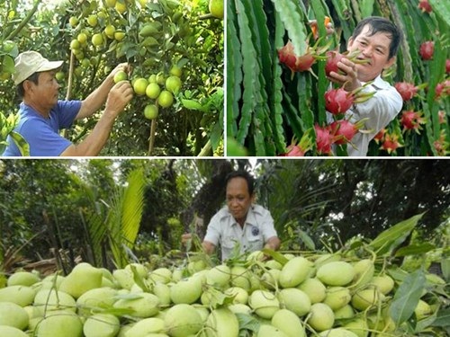  Cam, xoài, thanh long những nông sản Việt đang tự tin chiếm lĩnh thị trường nội địa bằng chất lượng ổn định và các kênh phân phối rộng mở