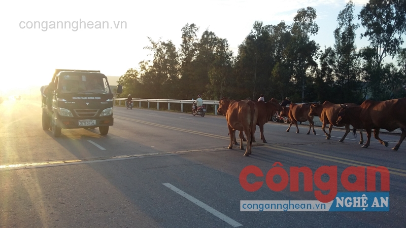 Đàn bò nghênh ngang trên Quốc lộ 46, đoạn qua cầu Chợ Già, xã Hưng Tây, huyện Hưng Nguyên
