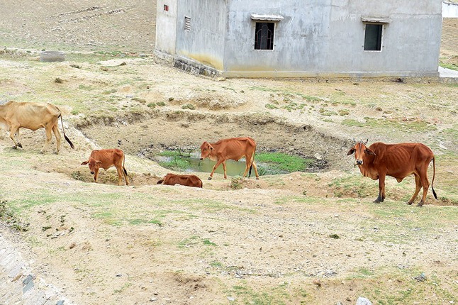 Đàn gia súc quay quắt vì thiếu nước uống