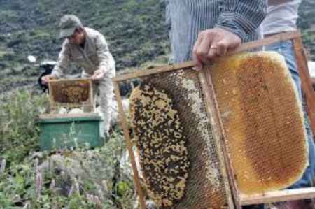Giá trị của một tổ ong mật có thể không lớn nhưng cần nghiêm trị hành vi ngang ngược, coi thường pháp luật của các đối tượng. Ảnh minh họa