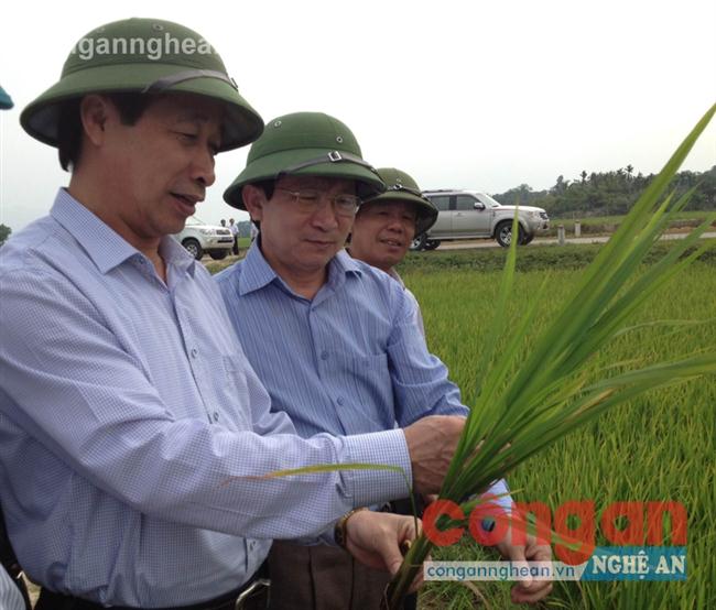      Lãnh đạo             tỉnh và Sở NN&PTNT  kiểm tra                  tình hình               phát triển                cây lúa             ở huyện                   Yên Thành