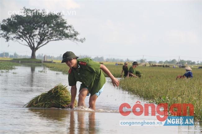 Đoàn viên thanh niên Công an Nghệ An giúp dân thu hoạch lúa chạy lụt 