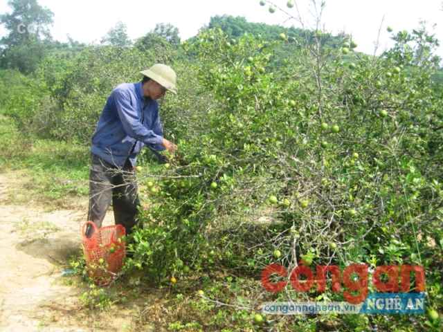 Nghệ An: Nông dân trồng chanh điêu đứng vì rớt giá