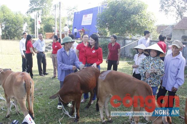 Đại diện Hội Chữ thập đỏ tỉnh trao bò cho hộ nghèo