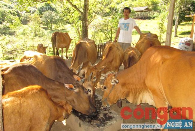Anh Vi Văn Dũng chăm sóc đàn bò của gia đình