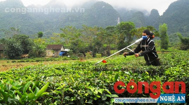 Người dân xã Yên Khê (Con Cuông) chăm sóc cây chè