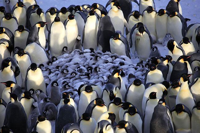 Đại gia đình chim cánh cụt sum vầy