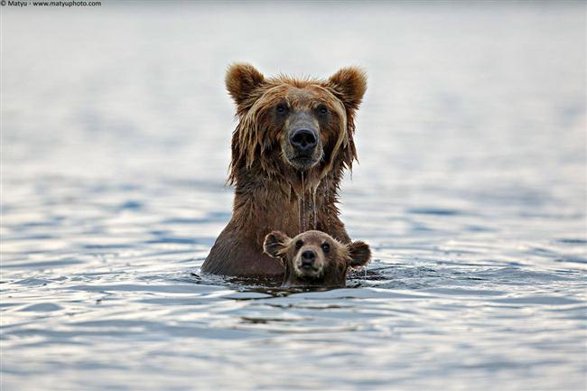 Mẹ con gấu xám đi bơi