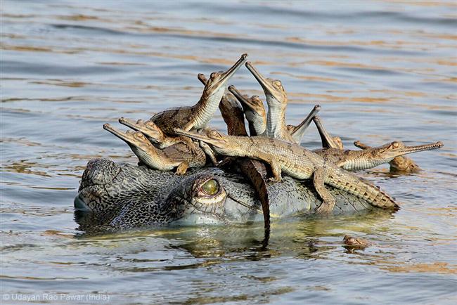 Mẹ con cá sấu quay quần hạnh phúc bên nhau