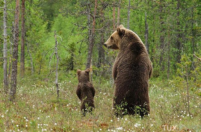 Mẹ con nhà gấu đi chơi