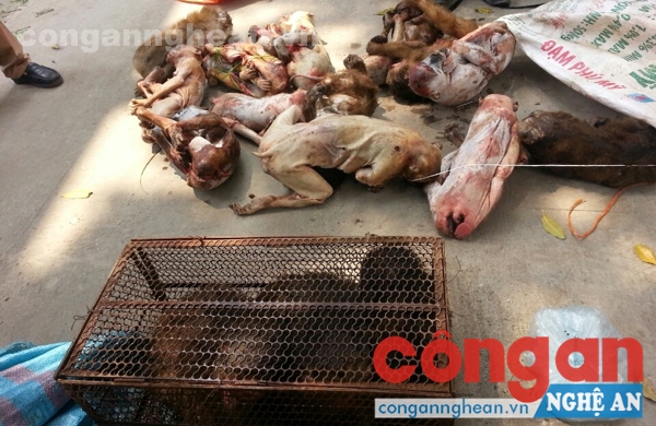 Phòng Cảnh sát Môi trường Công an tỉnh bắt vụ vận chuyển động vật hoang dã trái phép tại xã Diễn Lâm, huyện Diễn Châu vào ngày 16/4/2015