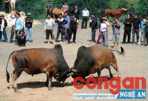 Hội chọi bò của đồng bào dân tộc Mông
