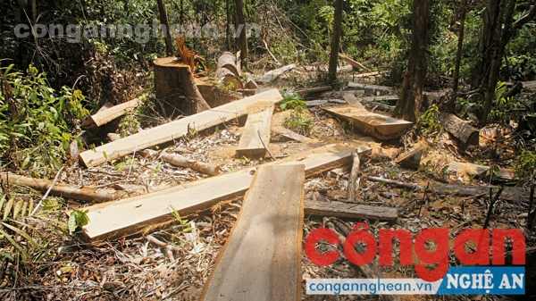 Hiện trường một vụ phá rừng tại huyện Quế Phong
