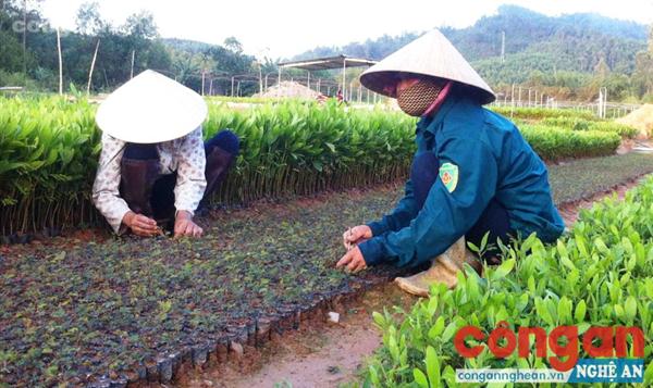 Người dân xã Ngọc Sơn, huyện Quỳnh Lưu ươm giống trồng rừng