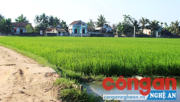 Một góc “làng ung thư” xóm Cờ Đỏ, xã Diễn Hải, huyện Diễn Châu