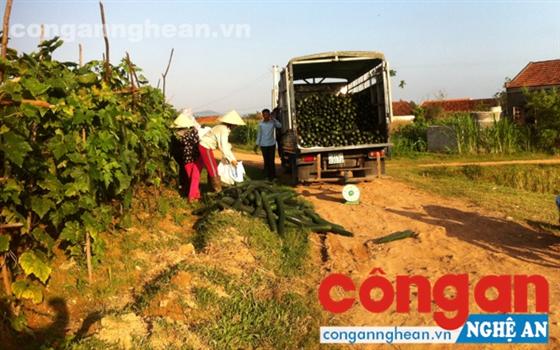 Doanh nghiệp thu mua bí xanh                                                                                cho bà con nông dân xã Quỳnh Thắng, huyện Quỳnh Lưu