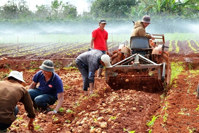 Anh Phạm Thành Minh đã xuất bán khoảng 200 máy đào khoai tây do anh sáng chế.