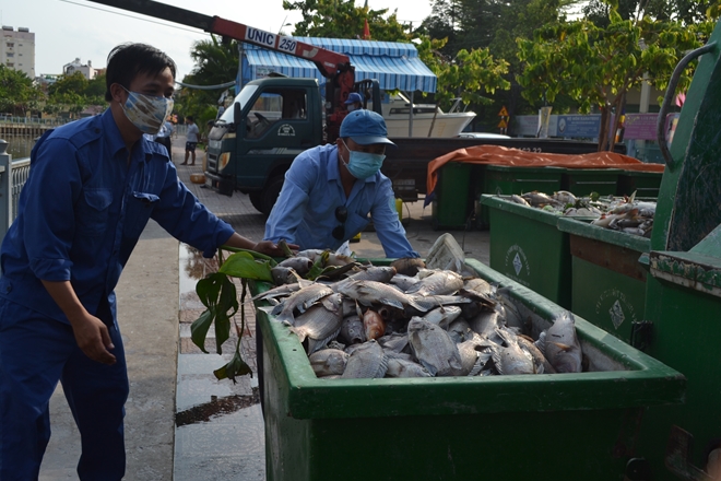 Công nhân vệ sinh triển khai công tác đưa cá chết đi xử lý