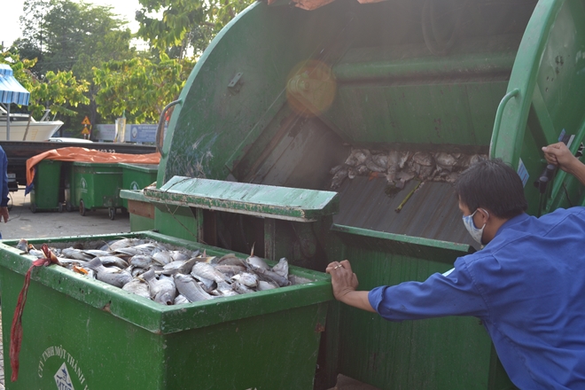 Số cá chết sẽ được đưa về bãi rác xử lý
