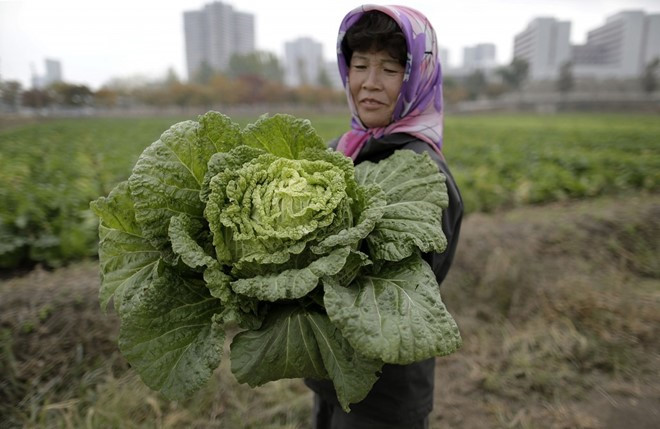 Nông dân Triều Tiên ôm cây bắp cải lớn trong một nông trang ở Chilgol, ngoại ô Bình Nhưỡng. 