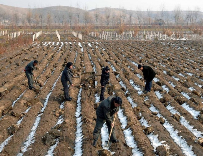 Công nhân nông trường bón phân cho một đám ruộng ở Jaeryong. Nền nông nghiệp Triều Tiên được đánh giá là lạc hậu.