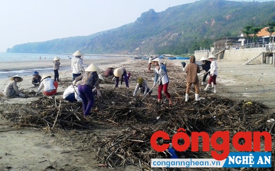 Các thành viên CLB thu dọn rác thải tại bãi biển Quỳnh Nghĩa