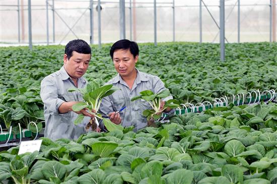 Trang trại trồng rau sạch của một doanh nghiệp
