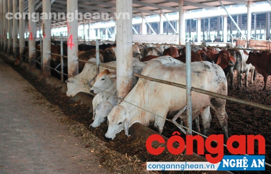 Phát triển kinh tế trang trại đang đặt ra nhiều thách thức trong bối cảnh hội nhập (Trong ảnh: Trang trại nuôi bò tại xã Nghi Lâm, huyện Nghi Lộc)