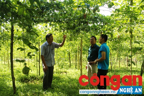 Mô hình trồng chanh leo mang lại hiệu quả kinh tế cao ở Quế Phong.