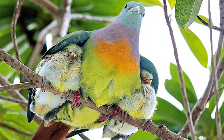 Chim mẹ sải rộng đôi cánh che cho lũ con nhỏ