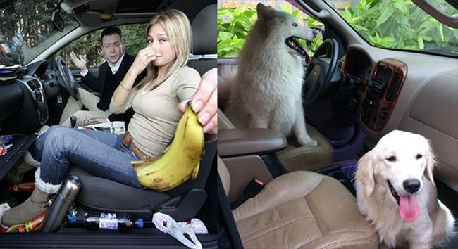 Bỏ quên đồ ăn hay chở của động vật nuôi sẽ khiến xe của bạn bị ám mùi hôi khó chịu.