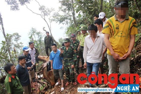 Ngày 20/9, Tổ công tác Công an tỉnh phối hợp với Công an huyện Quế Phong và các đơn vị liên quan tiến hành thực nghiệm hiện trường vụ khai thác gỗ
