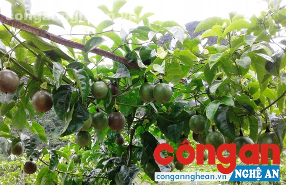 Cây chanh leo cho năng suất cao khi trồng ở huyện Kỳ Sơn