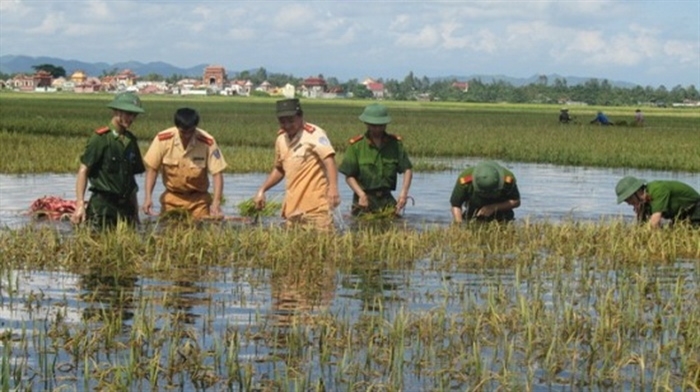 Giúp dân thu hoạch lúa chạy lụt