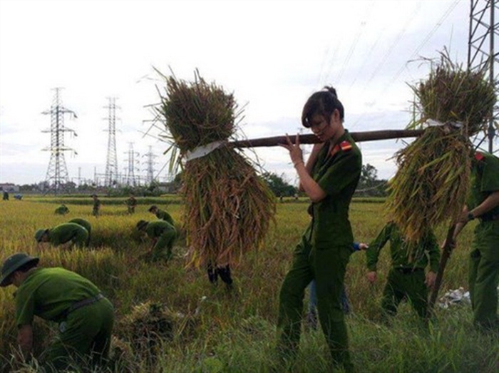 Một hình ảnh đẹp của nữ Cảnh sát nhân dân giúp dân thu hoạch lúa